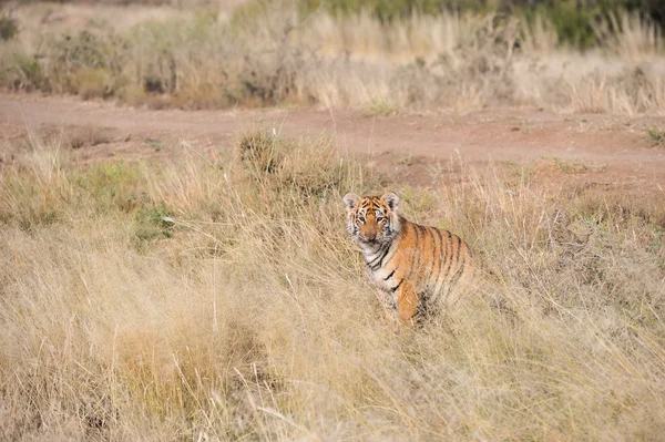 Junger bengaler Tiger — Stockfoto