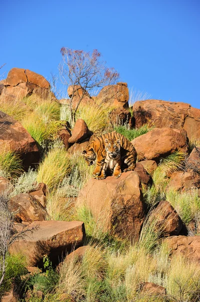 Тигр в дикой природе — стоковое фото