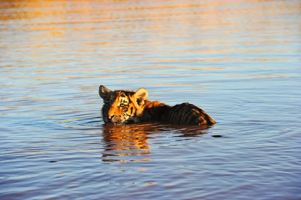 Tiger in freier Wildbahn — Stockfoto