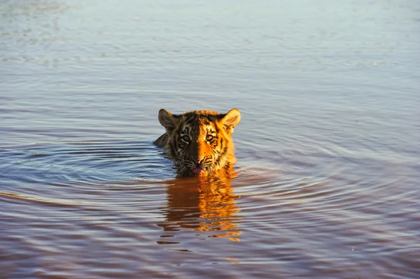 Tiger in the wild — Stock Photo, Image