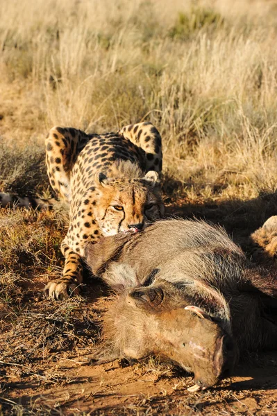 Afrikansk gepard — Stockfoto