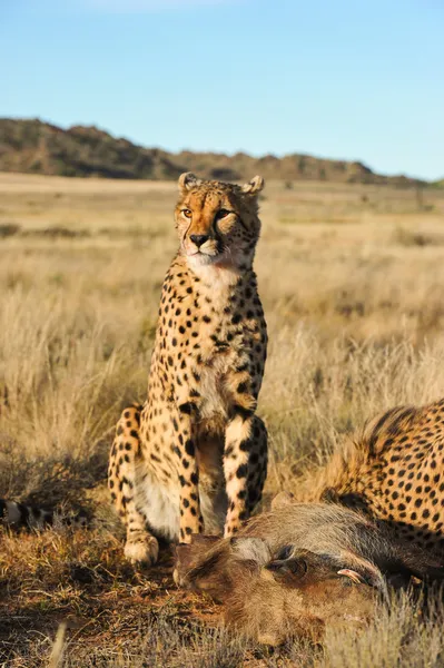 African Cheetah — Stock Photo, Image