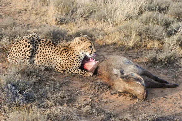 Afrikansk gepard — Stockfoto