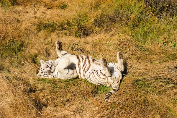 Aufnahme eines extrem seltenen weißen Tigers — Stockfoto