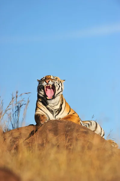 Tiger in the wild — Stock Photo, Image