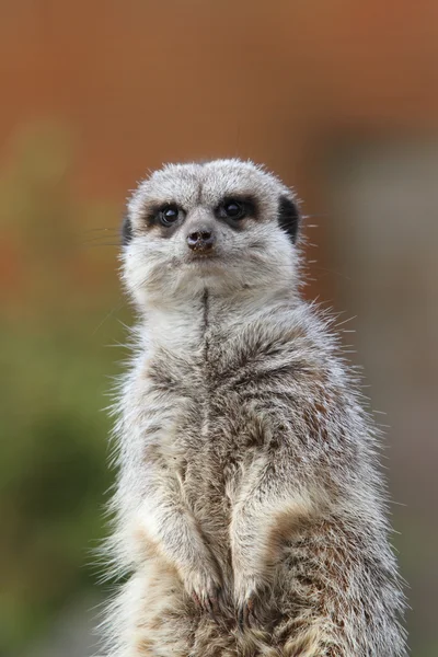 Meerkat. — Fotografia de Stock