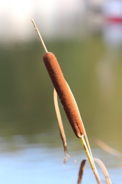 Bulrush