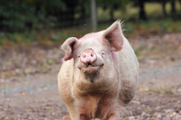 Un cerdo macho —  Fotos de Stock