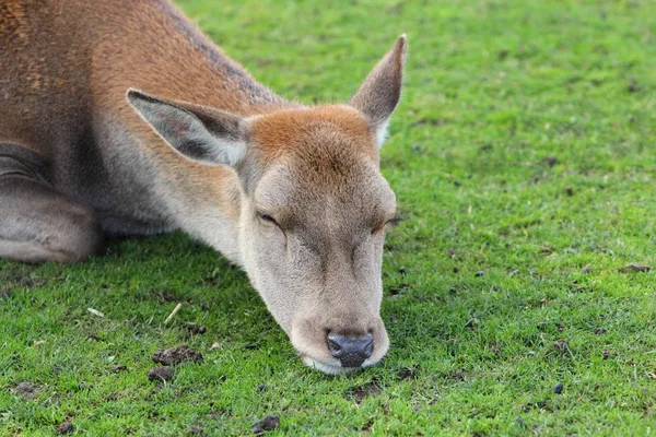 Kronhjort doe sova — Stockfoto