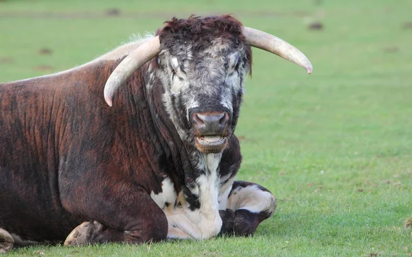 Longhorm bull — Stock Photo, Image