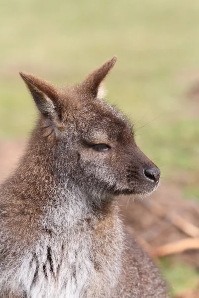 Wallaby... — Fotografia de Stock