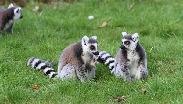 Halka Kuyruklu Lemur — Stok fotoğraf