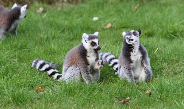 Ringstjärt Lemur — Stockfoto