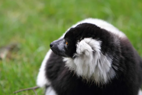 Lémurien à volants noir et blanc — Photo