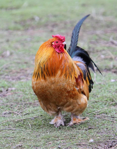 Cockerel — Stockfoto