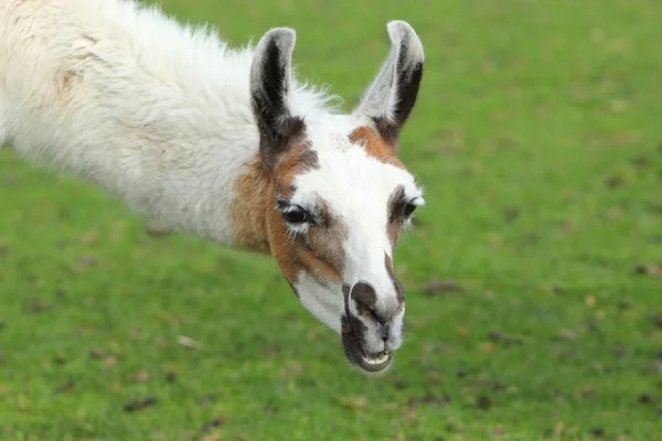 Llama... — Fotografia de Stock