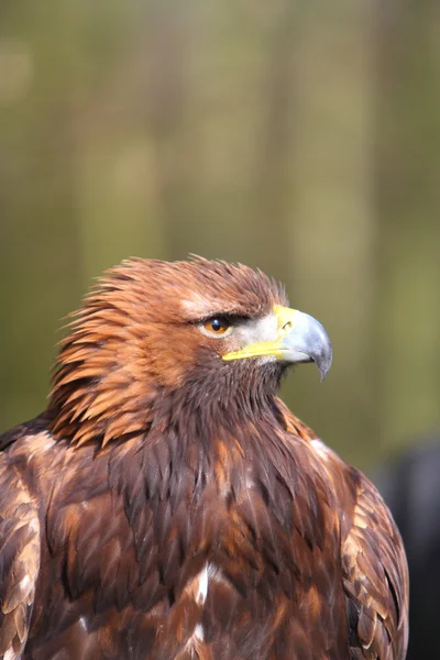 Kungsörn — Stockfoto