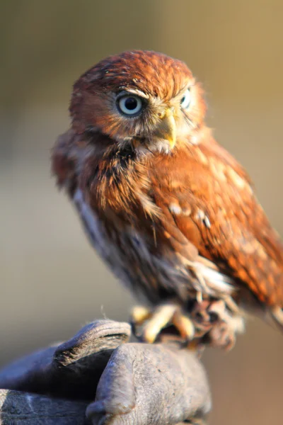 Карликовая сова — стоковое фото