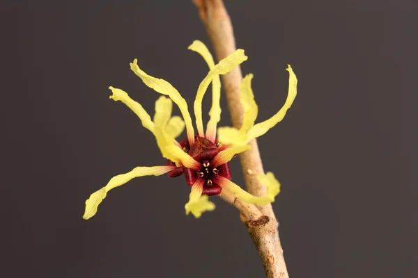 Hamamelis mollis Stock Obrázky