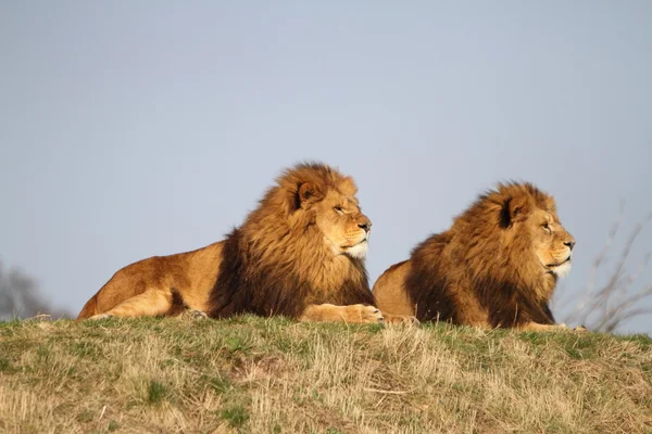 Чоловічий левів Ліцензійні Стокові Фото