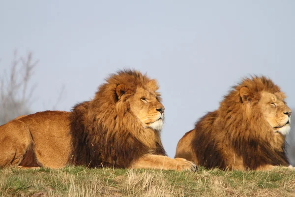 Αρσενικά λιοντάρια Φωτογραφία Αρχείου