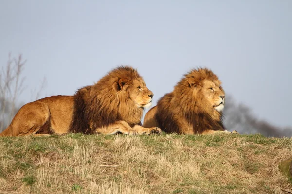 Lions mâles Images De Stock Libres De Droits