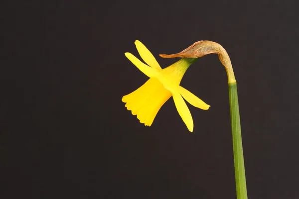 Miniatyr daffodil — Stockfoto