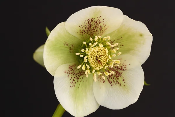 Hellebore λουλούδι — Φωτογραφία Αρχείου