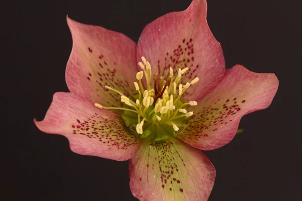 Hellebore λουλούδι — Φωτογραφία Αρχείου