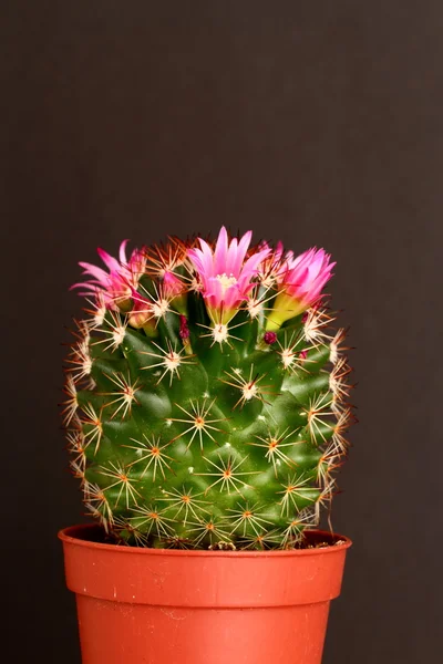 Cactus in flower — Stok fotoğraf