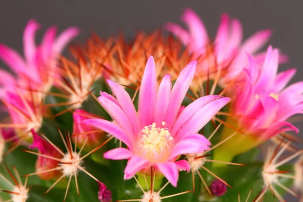 Flores de cactus — Foto de Stock