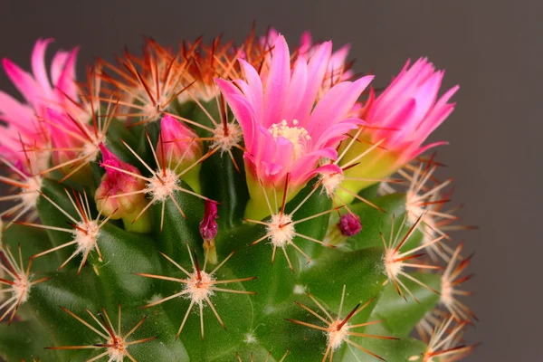 Cactus in flower — Zdjęcie stockowe