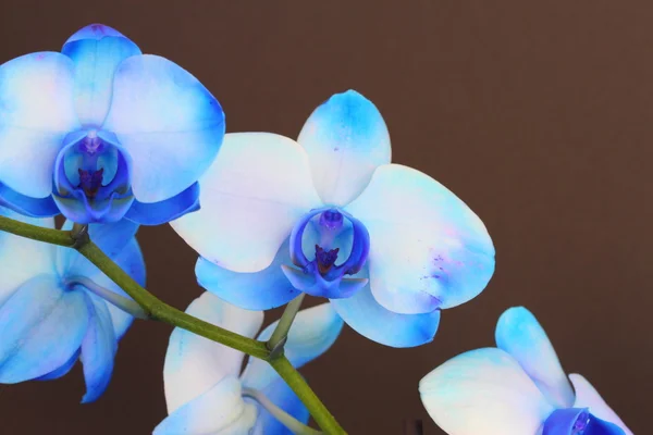 Orquídea Phalaenopsis Azul — Fotografia de Stock