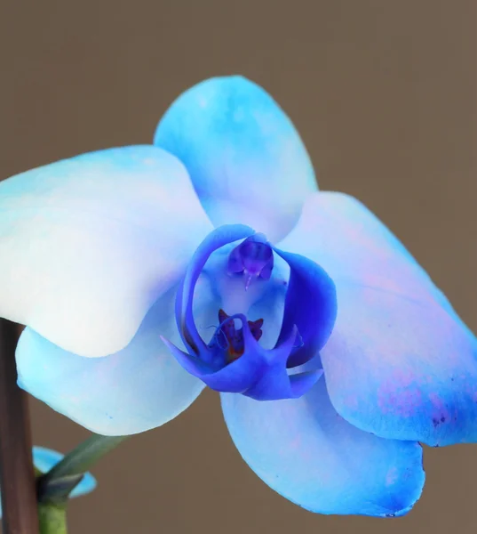 Blå phalaenopsis orkidé — Stockfoto