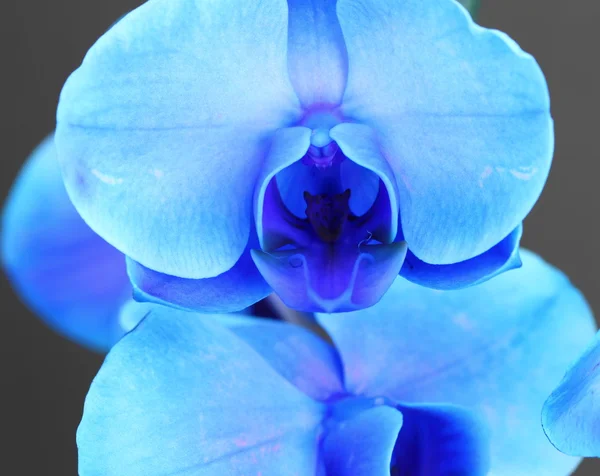 Blauwe phalaenopsis orchid — Stockfoto