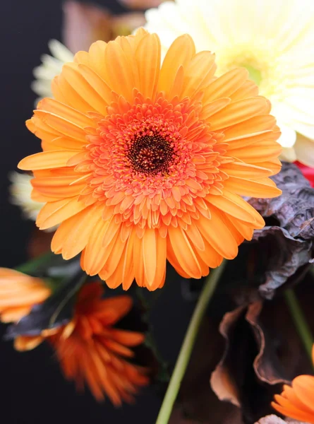 Gerbera — Stockfoto