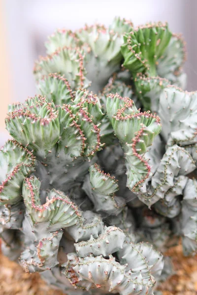 Euphorbia — Stockfoto