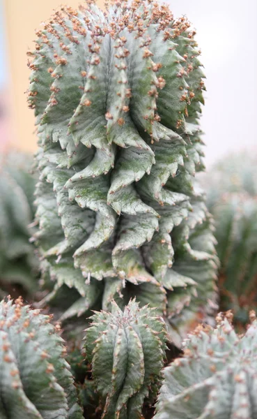 Euphorbia — Fotografia de Stock