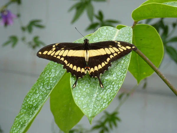 King Swallowtail — Stock Photo, Image