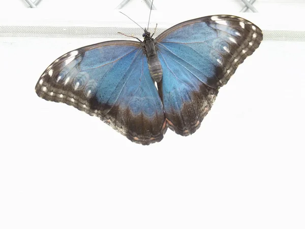 Blue Morph butterfly — Stock Photo, Image