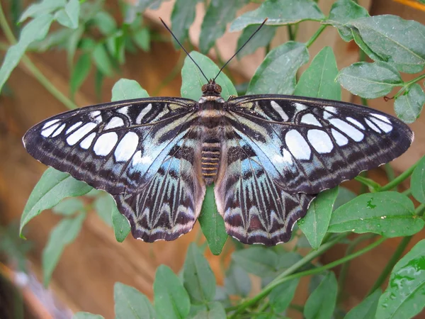 Borboleta cortador azul — Fotografia de Stock