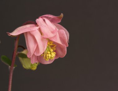 Aquilegia
