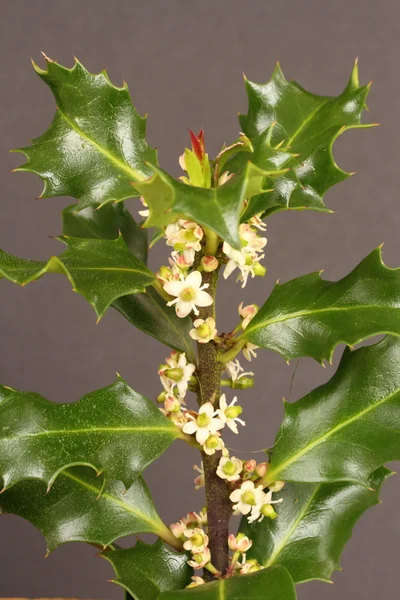 Holly listy a květy — Stock fotografie