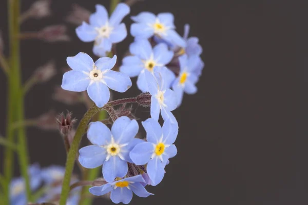 Vergeet me nots myosotis — Stockfoto