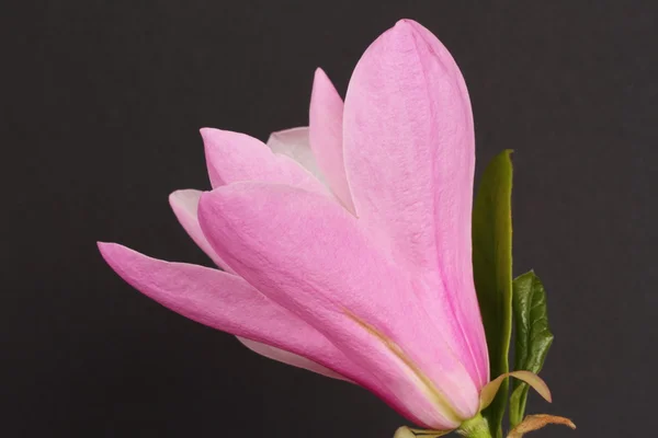 Magnolia liliiflora — Stockfoto