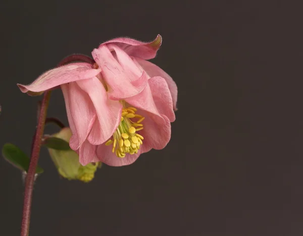 Aquilegia — Stock fotografie