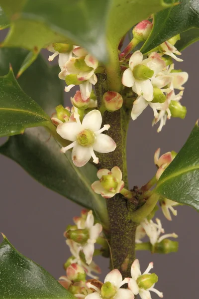 Folhas e flores de azevinho — Fotografia de Stock