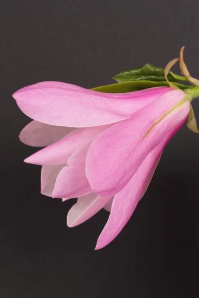 Magnolia liliiflora — Stock fotografie