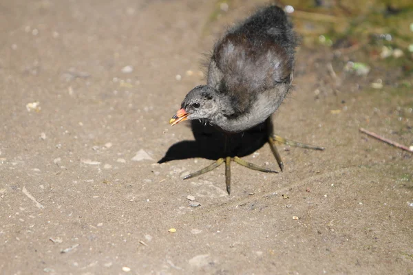 Moorhen juvenil — Foto de Stock