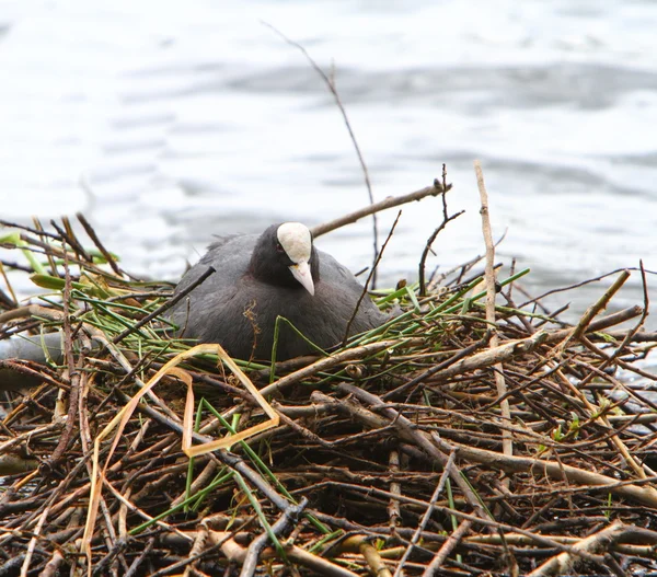 Coot on a nest — Stock Photo, Image